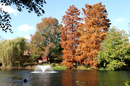 pond with trees