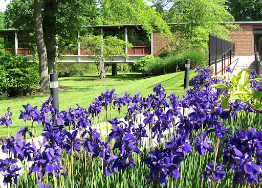 purple irisis
