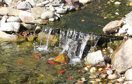 fish in pond